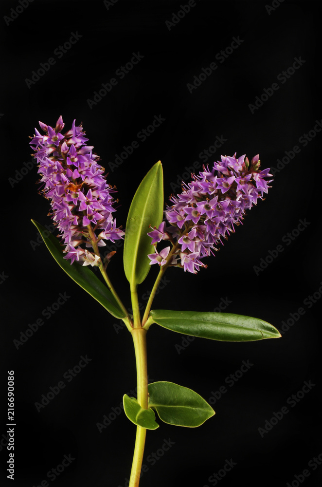 Hebe flowers and foliage Hebe flowers and foliage