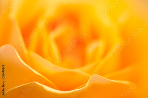 Yellow abstract rose