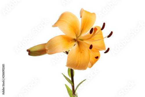 Asiatic lilly flower