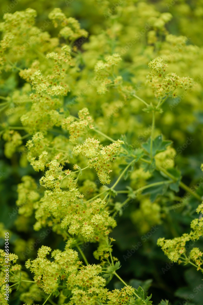 Naklejka premium yellow lion's foot flowers or ladies-mantle, alchemilla xanthochlora