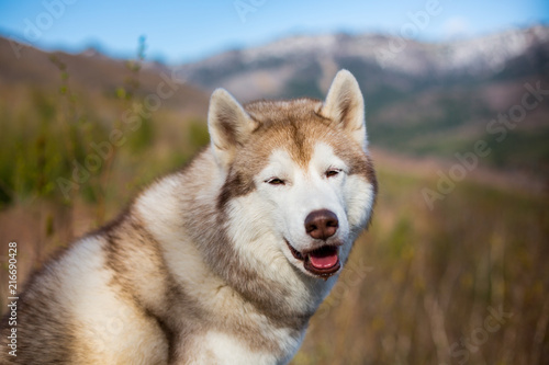 Close-up Portrait of gorgeous beige and white Siberian Husky dog in the forest on mountains background.