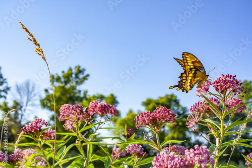 A giant swallowtail butterfly visits marsh milkweed on a bright day with a clear blue sky. photo