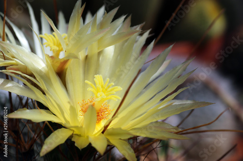 Yellow flowering Leuchtenbergia Principis cactus photo