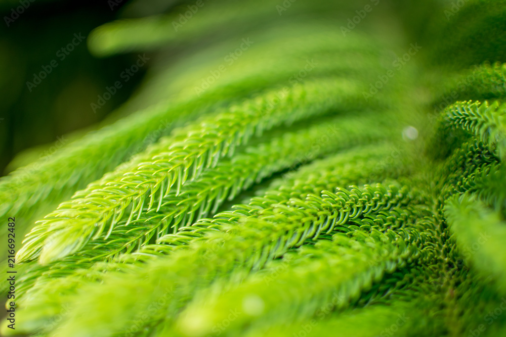 Fototapeta premium Leaves of pine trees on the summit