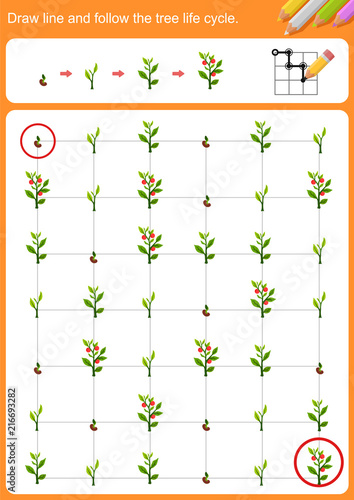 Draw line and follow the tree life cycle.  Worksheet for education.
