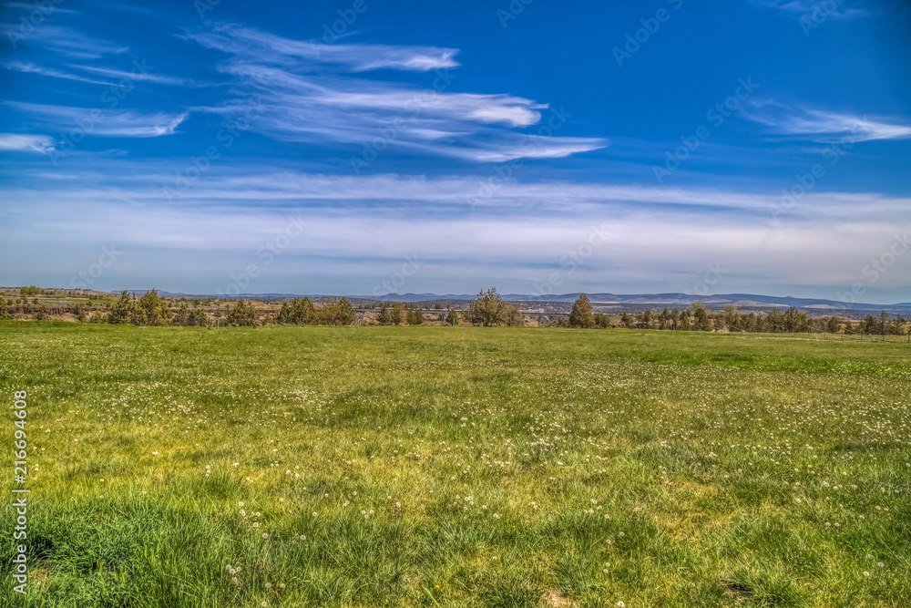 Wide open field with trees on the background