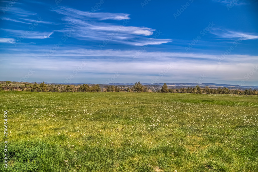 Wide open field with trees on the background Wide open field with trees on the background