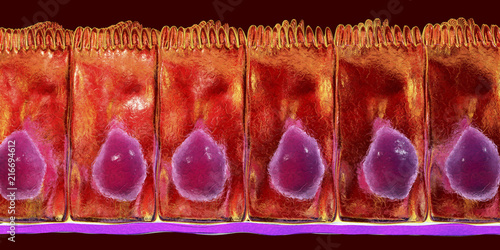 Simple columnar epithelium, 3D illustration. Histology background. Columnar epithelium is found in digestive system, uterus photo