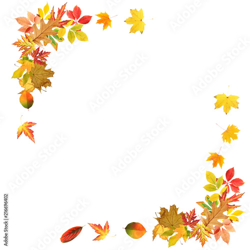 Frame of beautiful autumn leaves on white background