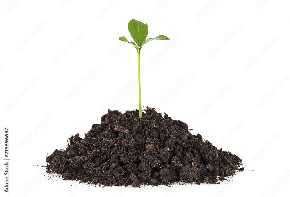 Lemon plant tree growing seedling in soil isolated on white background Lemon plant tree growing seedling in soil isolated on white background