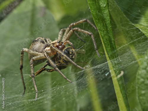 Funnel spider whit prey, Trichterspinne mit Biene (Agelenidae)