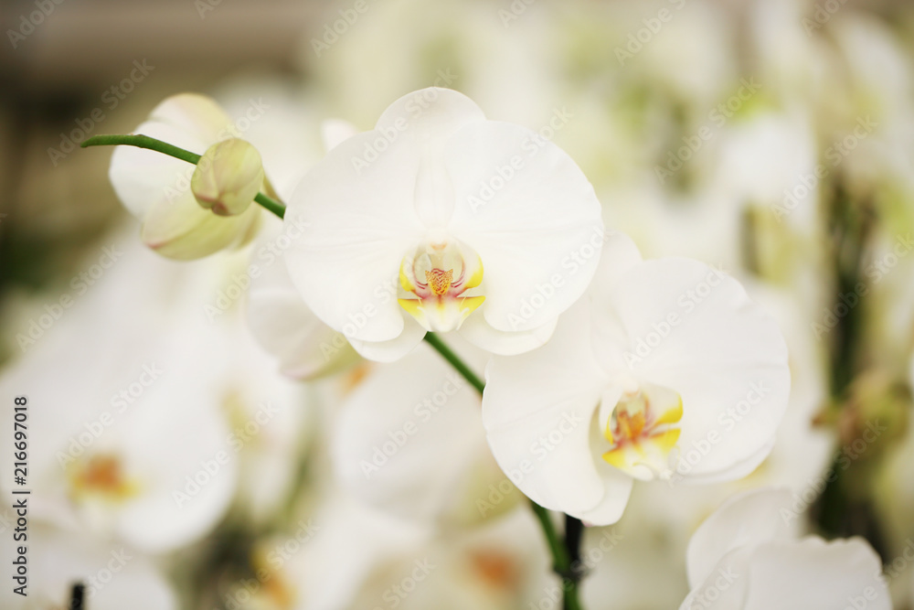 Beautiful white orchid flowers on blurred background. Tropical plant Beautiful white orchid flowers on blurred background. Tropical plant
