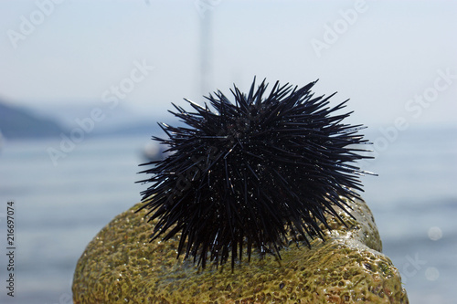 black spiny Sea urchin on a stone on a sand beach by the sea with white sea foam photo