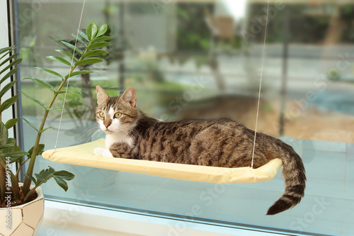 Fototapeta Naklejka Na Ścianę i Meble -  Cute cat lying on window pet bed at home