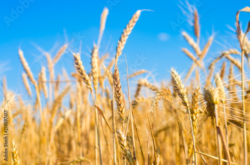 wheat spike and blue sky close-up. a golden field. beautiful view. symbol of harvest and fertility. Harvesting  bread.