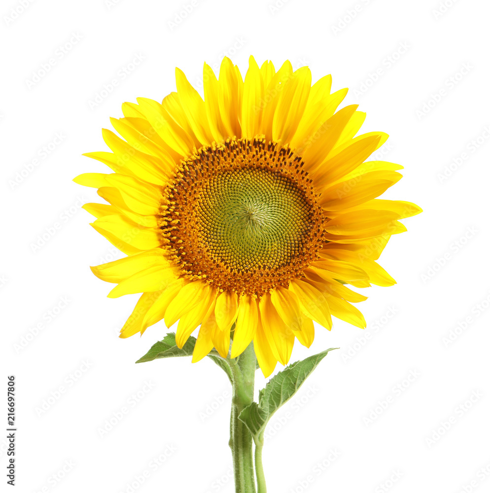 Fototapeta premium Beautiful bright sunflower on white background