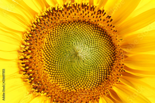 Beautiful bright sunflower as background