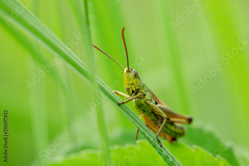 Grasshopper on the leaf of grass close up.