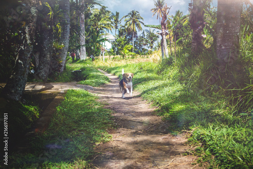 Beagle dog in nature among rice fields, Bali island.