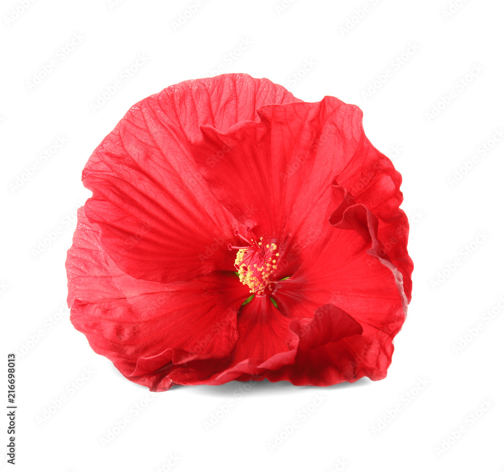 Beautiful red hibiscus flower on white background Beautiful red hibiscus flower on white background
