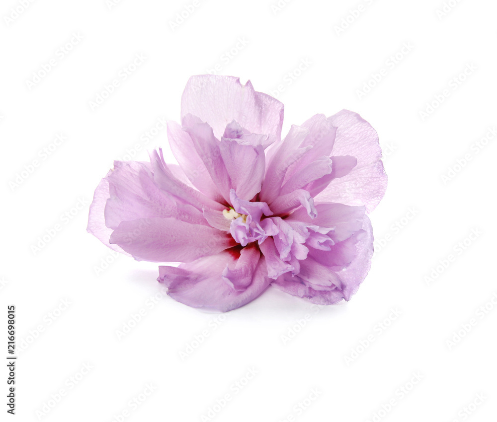 Beautiful hibiscus flower on white background Beautiful hibiscus flower on white background