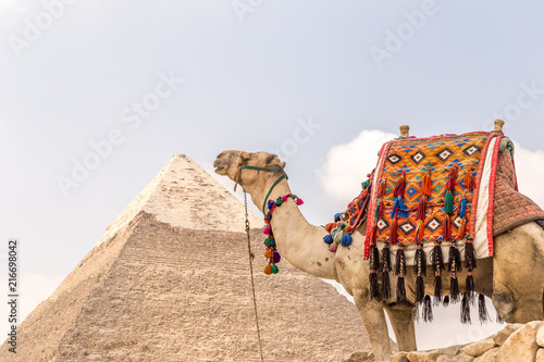 Camel near pyramids and ankh in desert