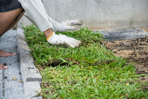 Planting grass sheet on ground, Installing Natural Grass Turfs