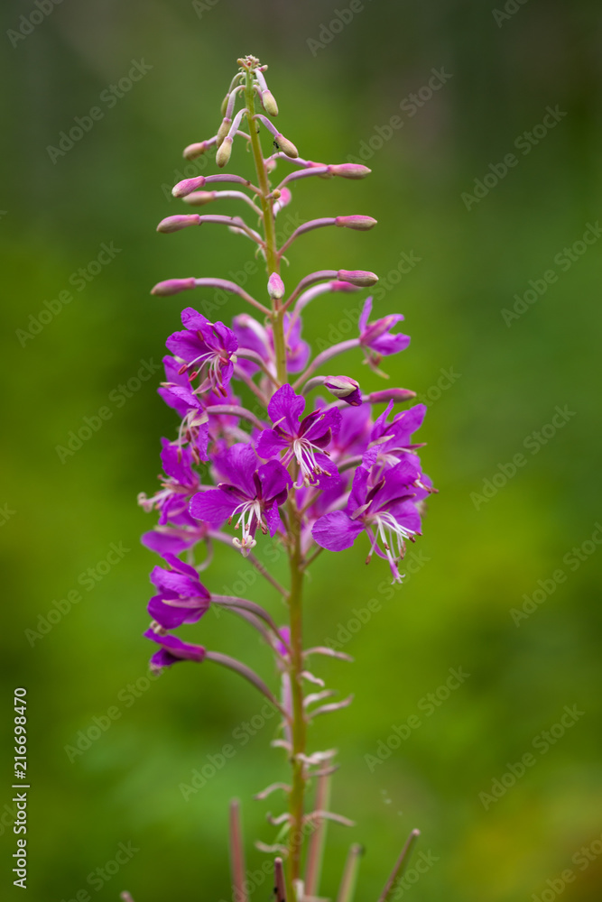 Fireweed - Isolated on Green Fireweed - Isolated on Green