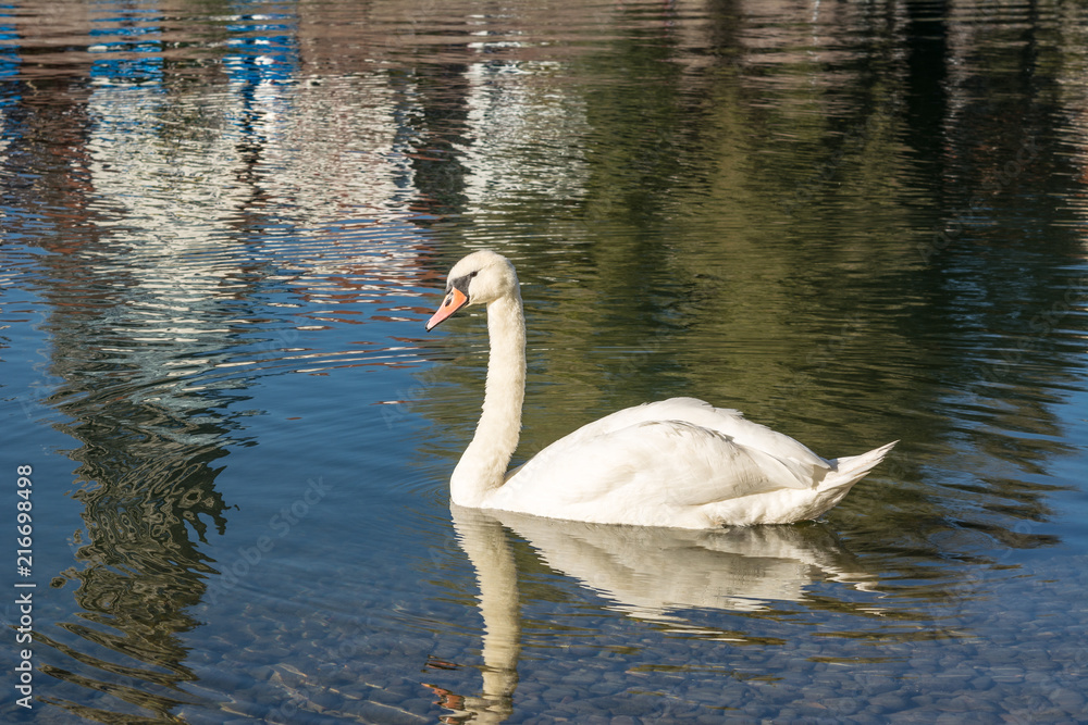 Naklejka premium Schwan auf der Donau