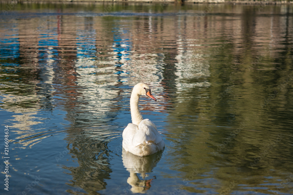 Fototapeta premium Schwan auf der Donau