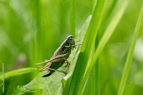 Wallpaper Mural Grasshopper on the leaf of grass close up. Torontodigital.ca