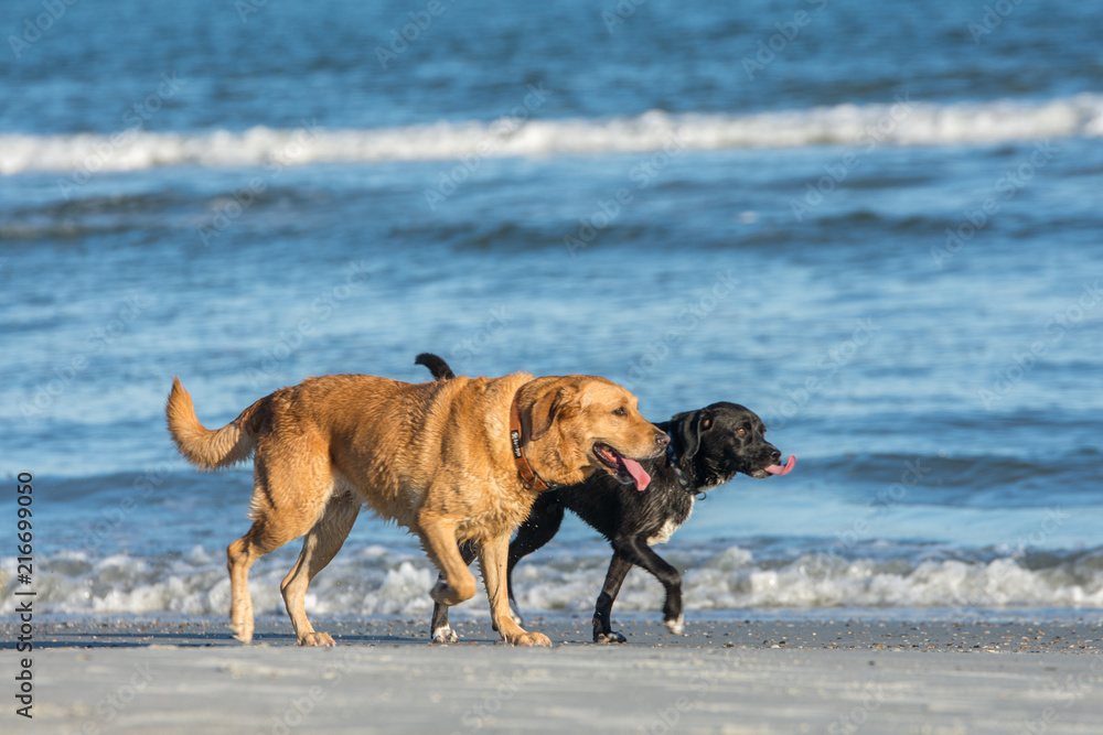 Pair of dogs taking a walk on the beach Pair of dogs taking a walk on the beach
