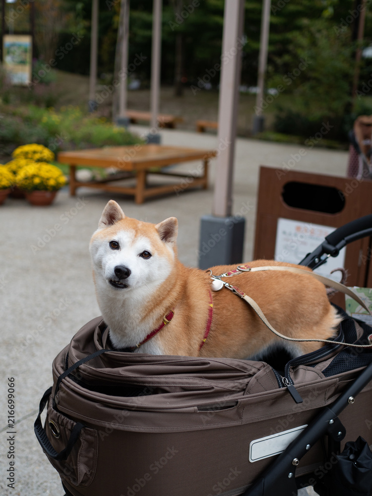 Japanese Shiba Inu cutely tilt its head with curiosity while standing in a  dog buggy or pet stroller. Natural light. Stock Photo | Adobe Stock