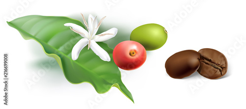 Coffee Beans roasted to perfection, coffee flower, berries and leaf.
Hand drawn realistic vector illustration on white background.
