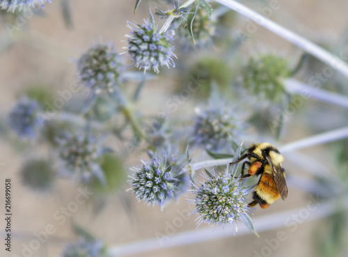 Orange Belted Bumble Bee on Flowers photo