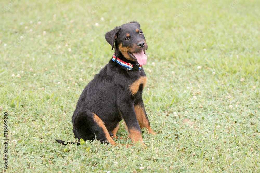 A dark brown Rottweiler mix puppy sitting in the grass looking at the camera with its tongue out