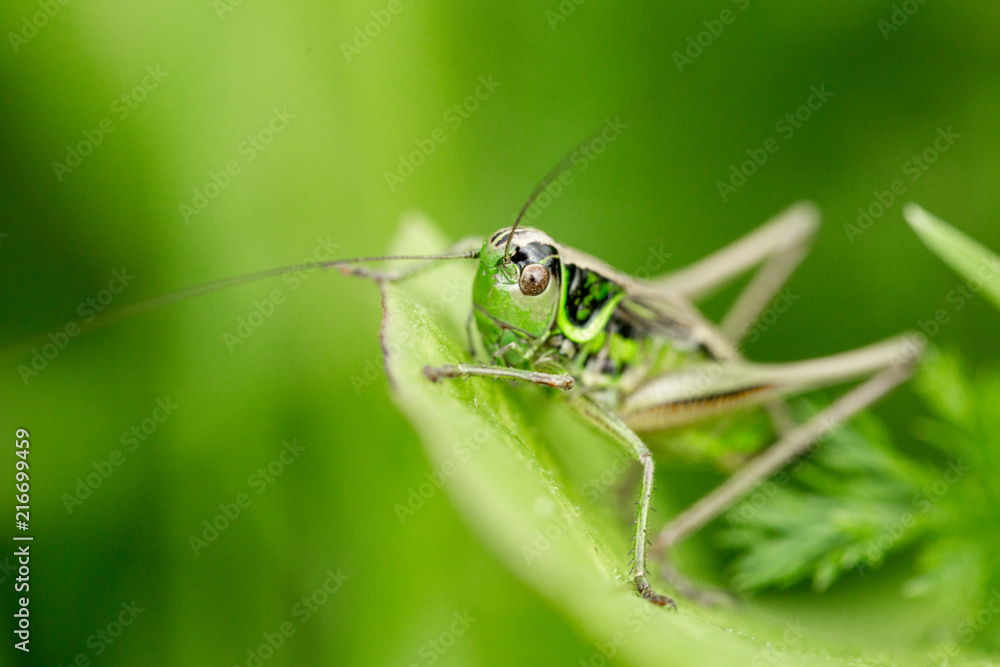 Grasshopper on the leaf of grass close up. Grasshopper on the leaf of grass close up.