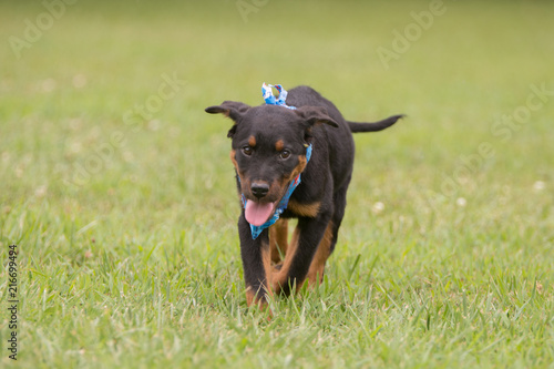 Adorable puppy running in a field sporting a cute bandana