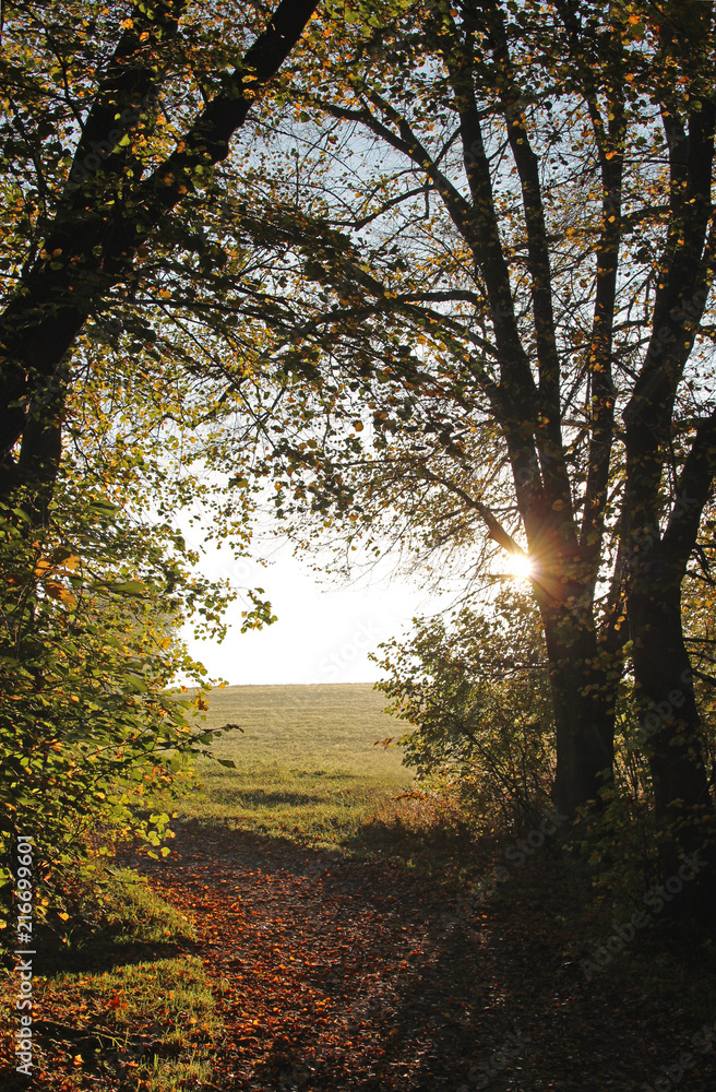 Fototapeta premium going for a walk on a sunny autumn day