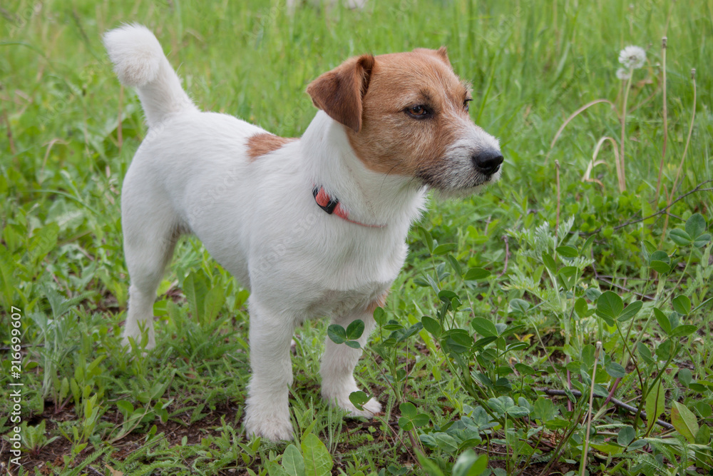 Cute jack russell terrier is standing on a green meadow.