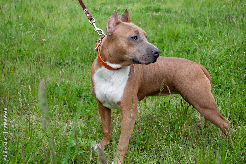 Cute american staffordshire terrier is standing on a spring meadow. Five month old.