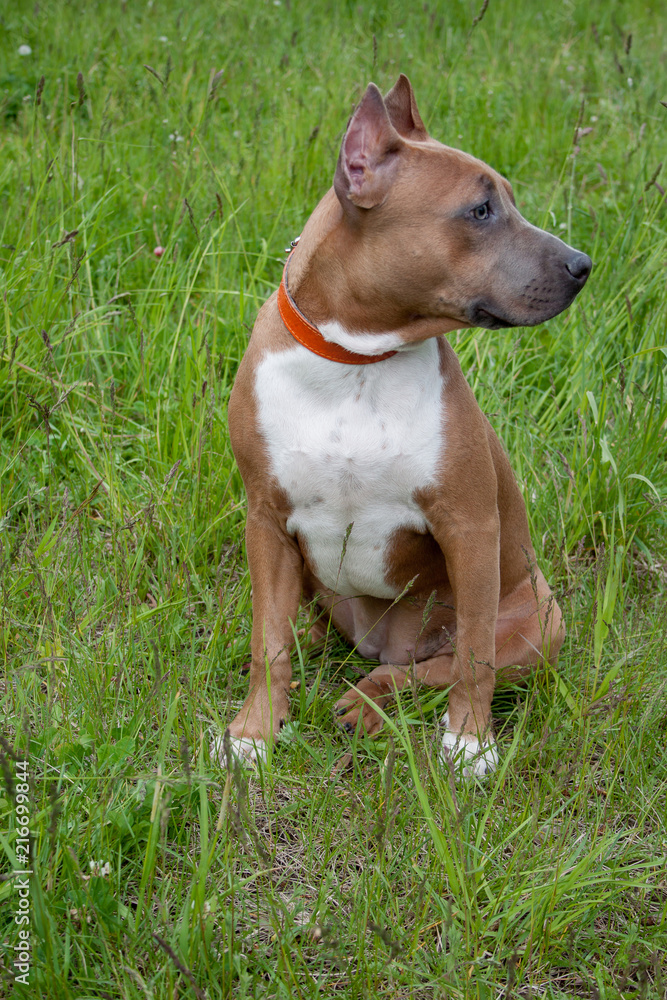 Cute american staffordshire terrier puppy is sitting in a green grass. Five month old.