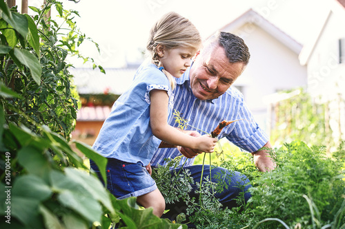 Wallpaper Mural Picking up carrot Torontodigital.ca