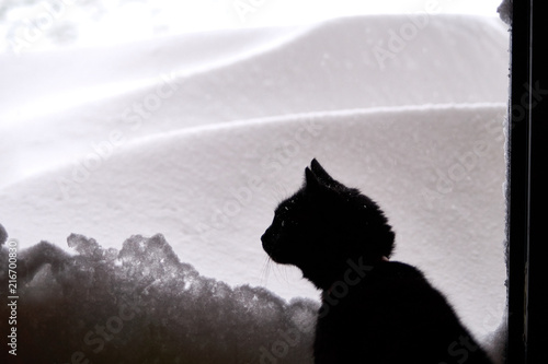 Black cat looking at freshly fallen snow. © Stan Prucha