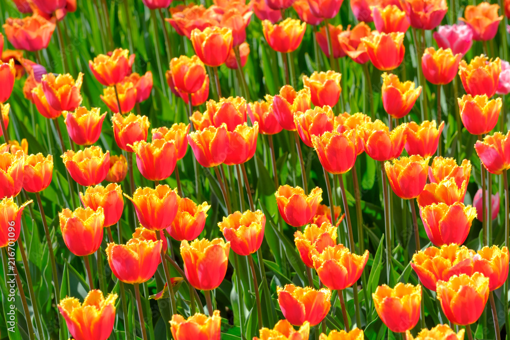 A lot of beautiful red-orange terry tulips. A lot of beautiful red-orange terry tulips.