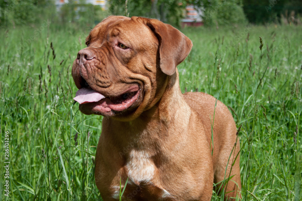 Cute bordeaux mastiff puppy is standing on a green meadow.
