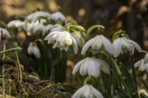 Snowdrops. Snowdrop first spring flowers. Snowdrop flower is one of the spring symbols. 