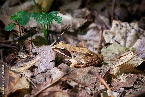 European Tree Frog Sitting On The Forest Floor