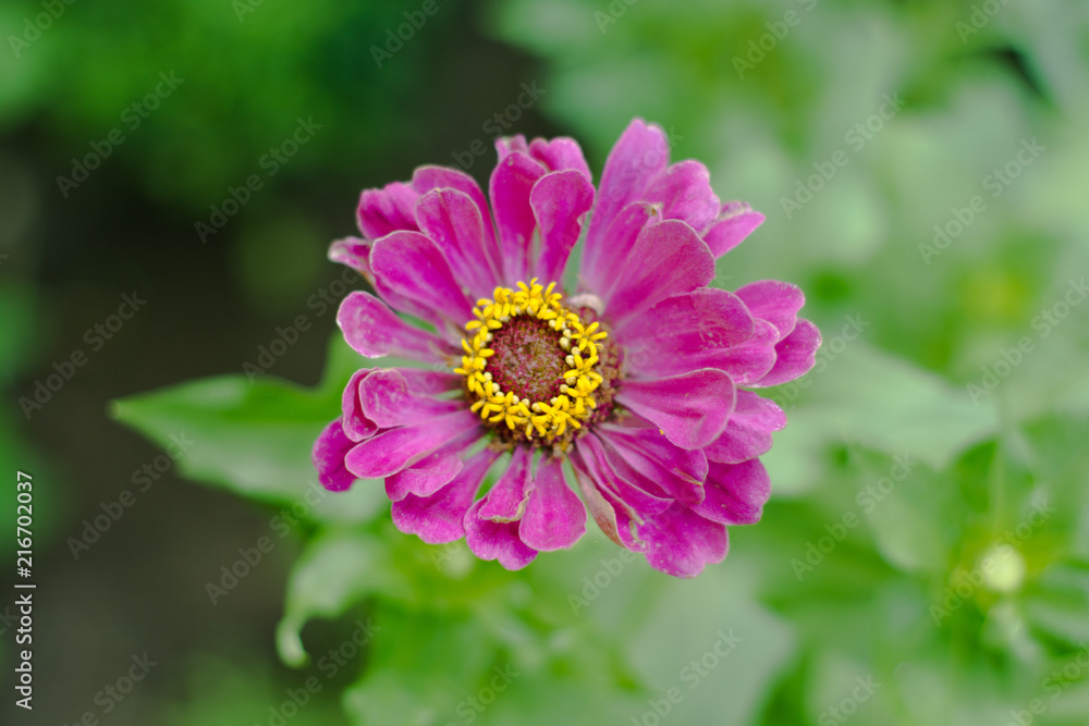 Obraz premium pink flower