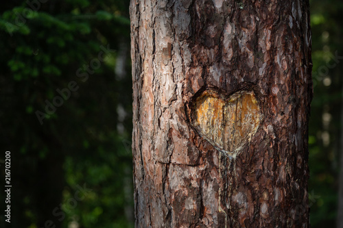 Heart Carved into Tree Trunk in Forest 